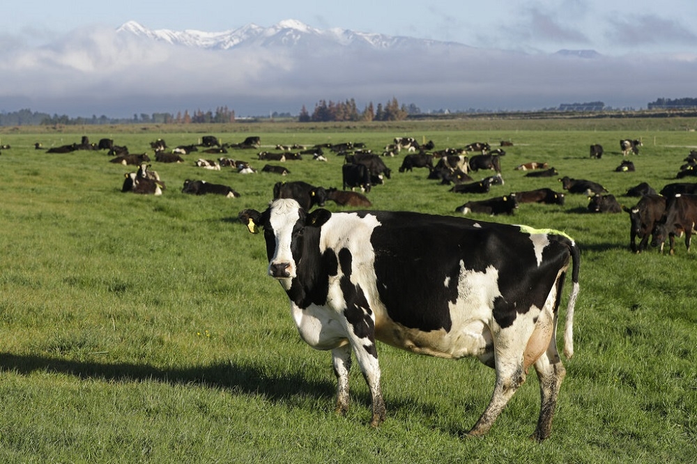紐西蘭政府提議對牛羊排放的溫室氣體徵稅。（資料照片／美聯社）