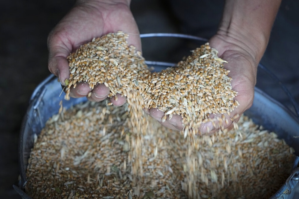 今年7月各方達成黑海穀物協議，恢復烏克蘭穀物出口。（資料照片／美聯社）