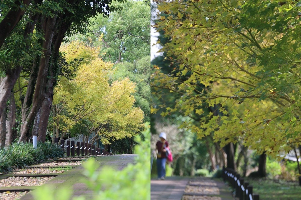 陽明山花卉試驗中心園內的楓樹開始轉黃（台北市工務局提供）