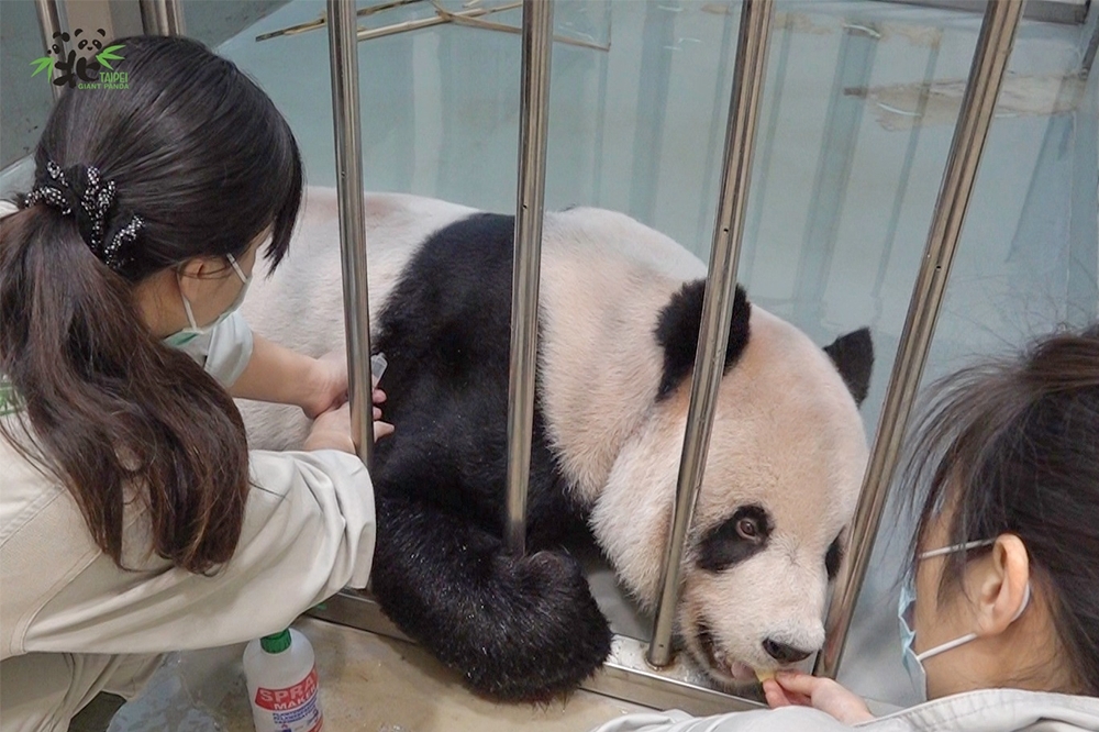 台北市立動物園大貓熊「團團」今天（19日）凌晨三度癲癇發作，園方決定讓「團團」在麻醉中沉睡。（取自台北市立動物園臉書）