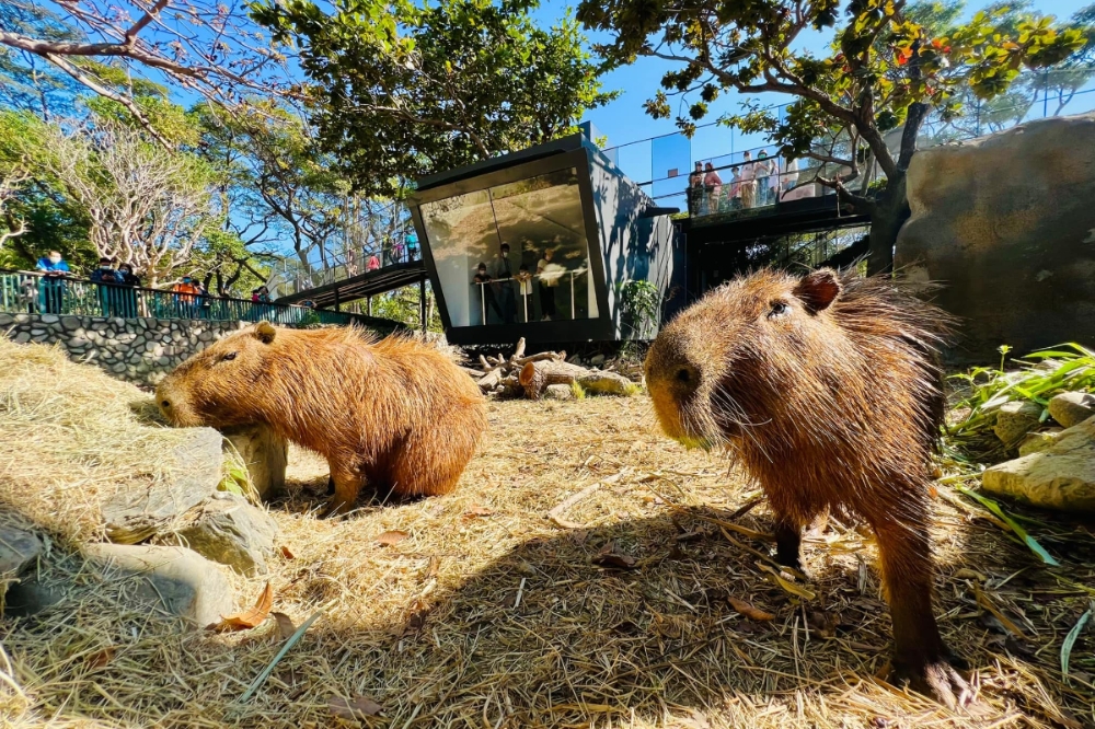 高雄壽山動物園16日試營運，可愛的水豚君將亮相。（取自壽山動物園臉書）