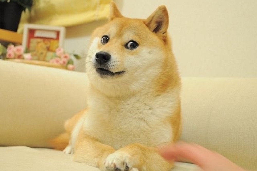 身兼多項網路迷因梗本尊的日本柴犬Doge病危，收到來自全球各地網友的祝福與打氣。其中「不可以色色」系列則是華人世界流行的梗圖。（取自推特）
