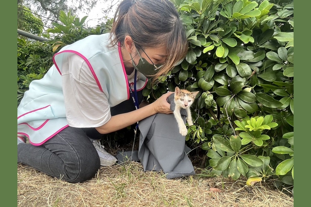 打造友善動物城！ 竹市府推出1959動保專線 24H救援不間斷。(新竹市政府提供)