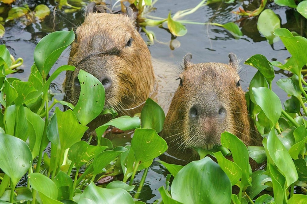 台北市立動物園預計明年2月調漲入園門票。（取自台北市立動午圓臉書）