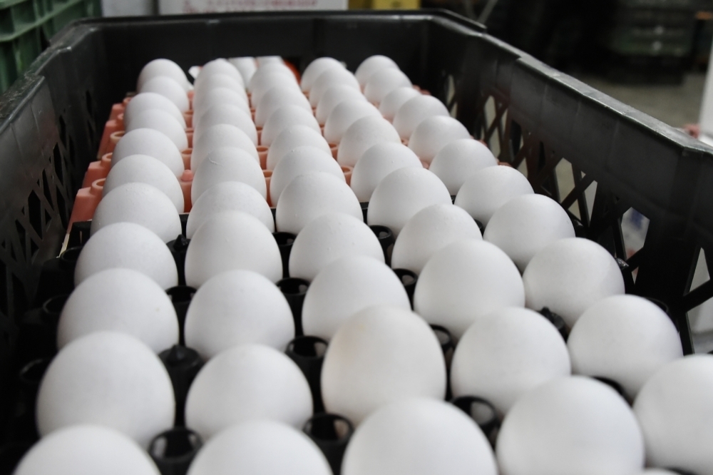 農業部今天公布全台7縣市、13個冷鏈倉儲地點，其中有12個倉儲有過期蛋品，高達5170萬顆雞蛋待銷毀。僅為示意圖。（資料照片／張哲偉攝）
