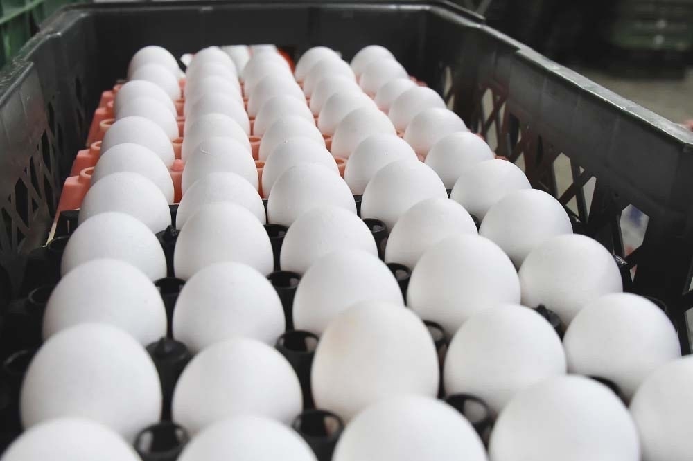 最後一批進口蛋將在27日全數到期，又將新增一批待銷毀的蛋。（資料照片／張哲偉攝）