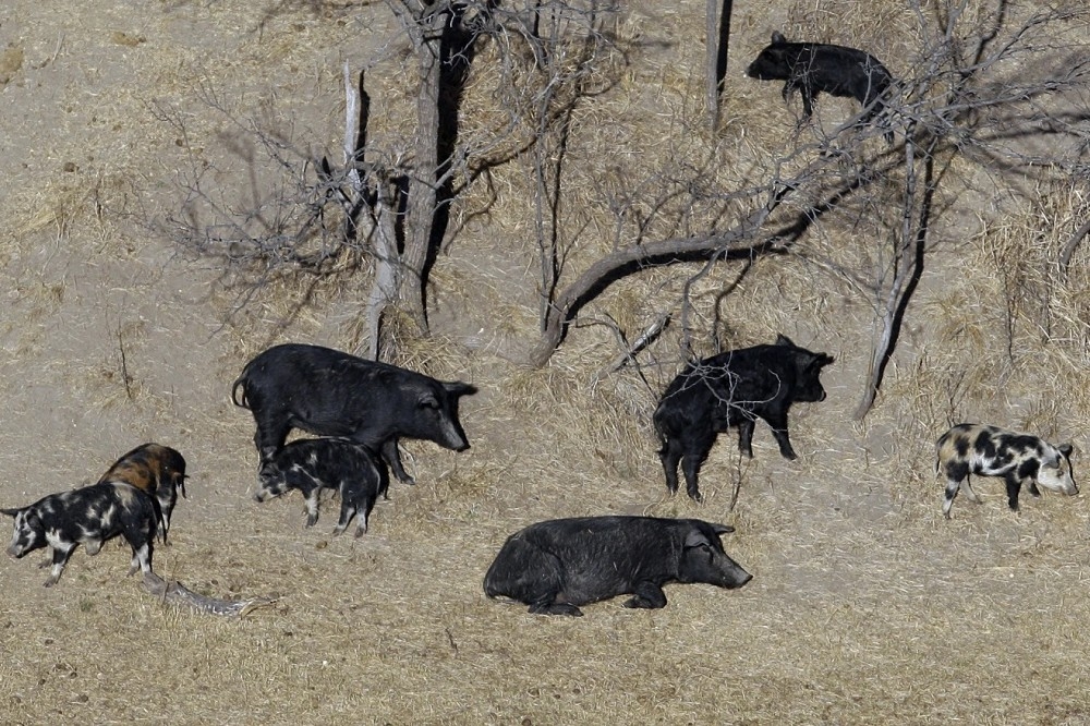加拿大的混種超級豬，比原生野豬對人類農業更具威脅性。（美聯社）