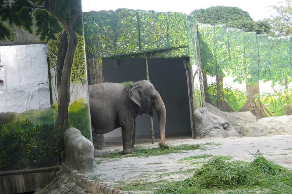 菲律賓馬尼拉動物園的明星動物馬麗昨天去世。（取自@Aromagicare21）
