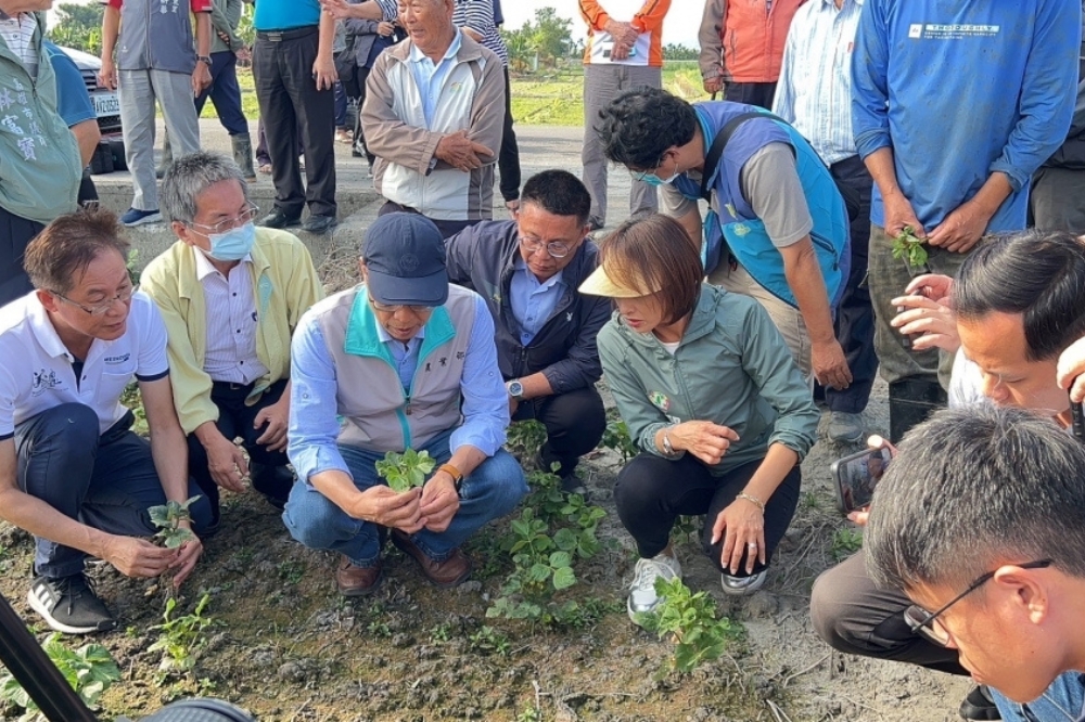 美濃紅豆災損，民進黨立委邱議瑩會同農業局、農糧署勘災。(邱議瑩服務處提供)