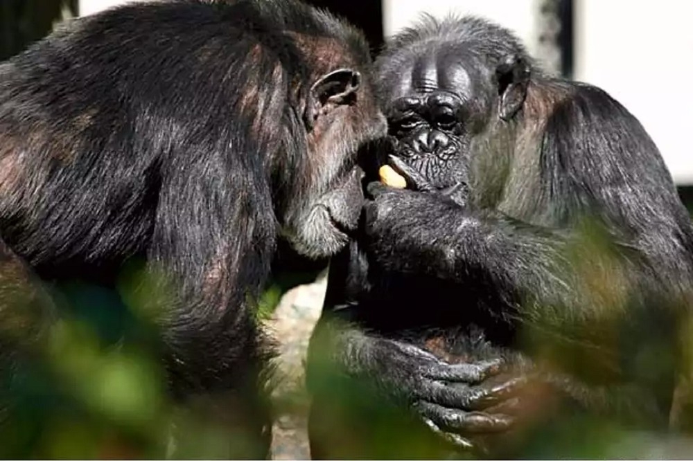 最新研究表明，黑猩猩擁有近似於人類對同伴的記憶力。圖為美國舊金山動物園一對黑猩猩。（資料照片／美聯社）