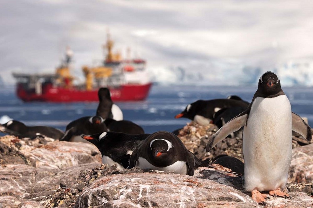 英國海軍極地巡邏艦，與生態專家、非政府組織合作，在南極與周邊地區協助生態保育。（取自英國皇家海軍網站）