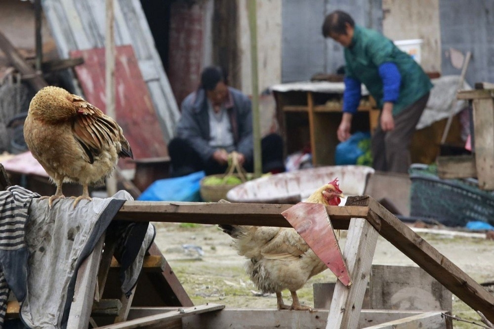 中國出現罕見的禽傳人禽流感死亡案例，當局稱是個案。（資料照片／美聯社）