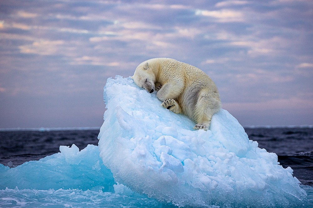 北極熊在流動的冰山上棲息，看似祥和卻險象環生，令人反思維護環境的重要性。（取自英國自然史博物館網站）