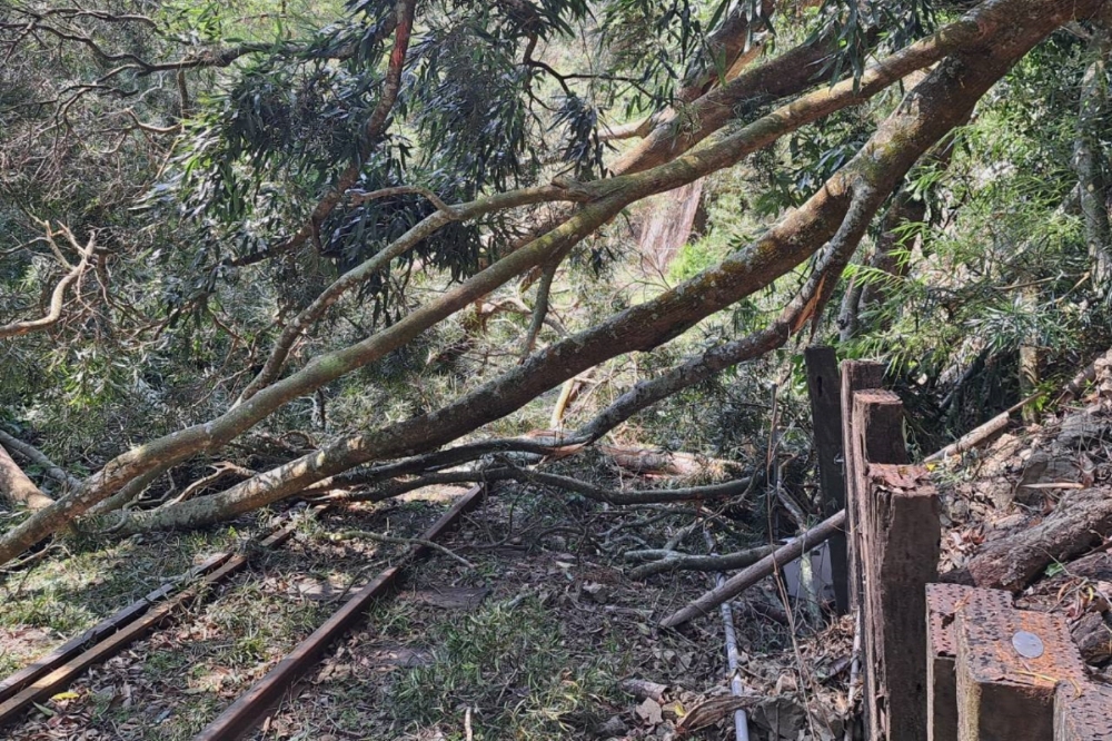 阿里山林鐵因地震倒樹，壓倒鐵軌停止營運。（阿里山林鐵處提供）