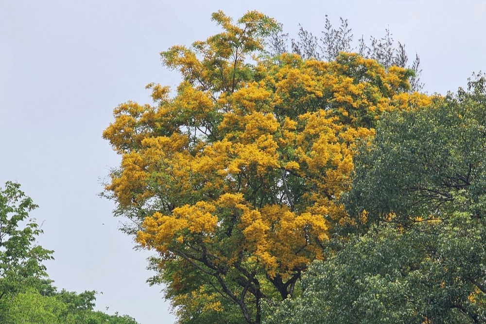 印度紫檀是高雄市常見的行道樹之一。（工務局提供）
