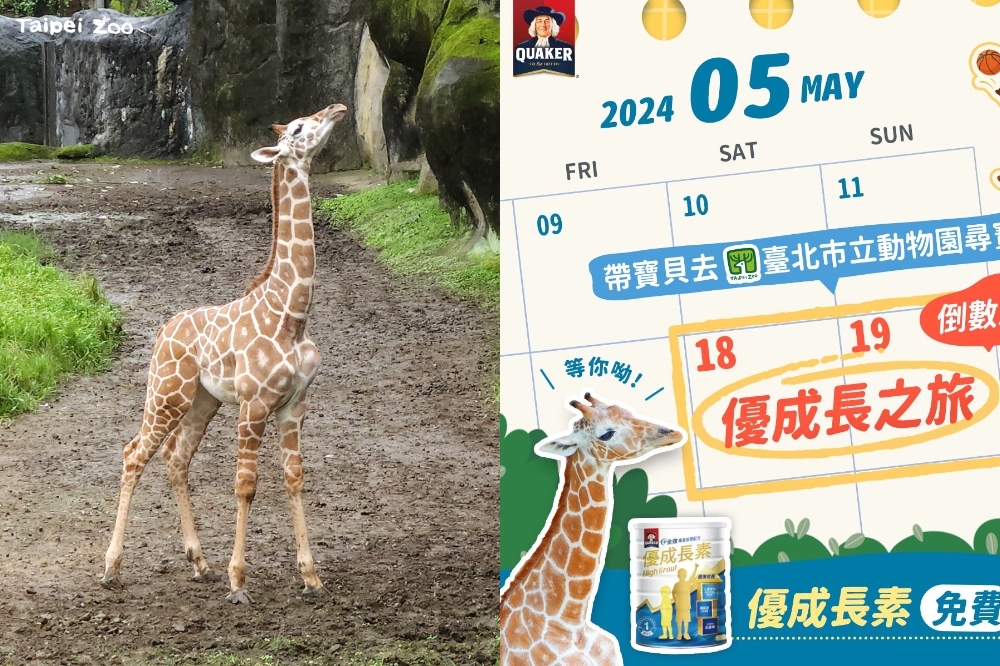 桂格與台北市立動物園合作舉辦闖關遊戲，桂格「優成長素」也認養小長頸鹿「麥芽」。（桂格提供）