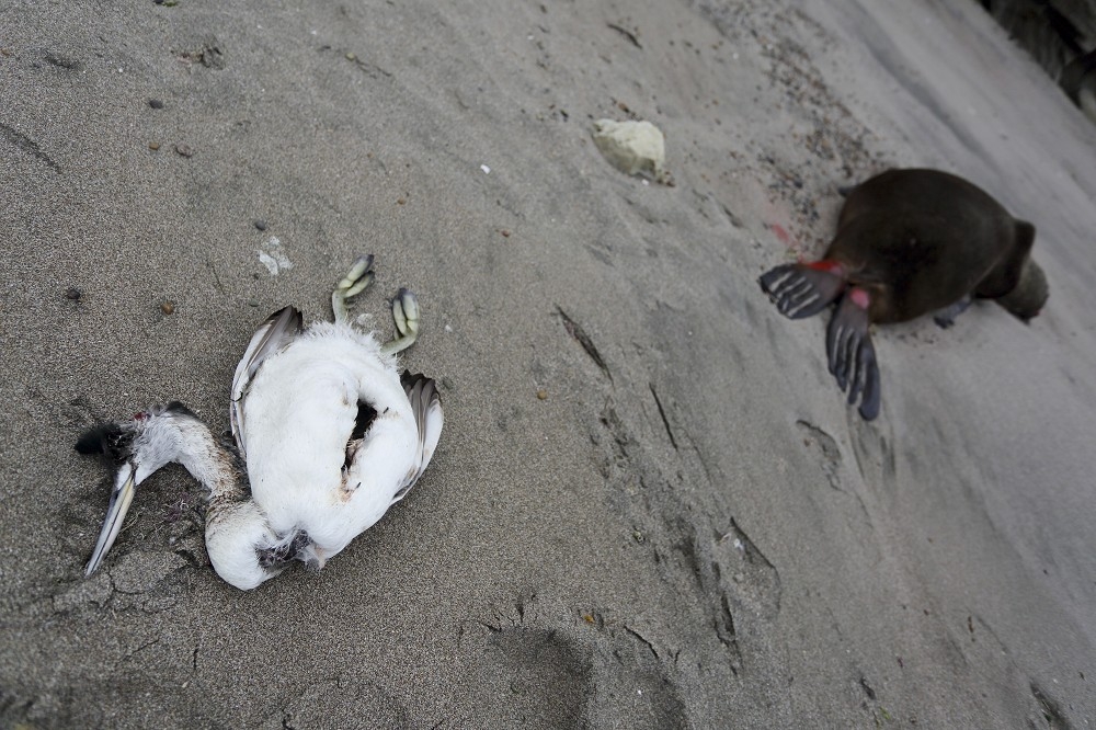 在全球多地、多種動物發生的禽流感疫情，愈發引起學術界警覺。圖為去年8月在阿根廷東部海灘發現，據信死於禽流感的鳥類及海獅屍體。（美聯社）