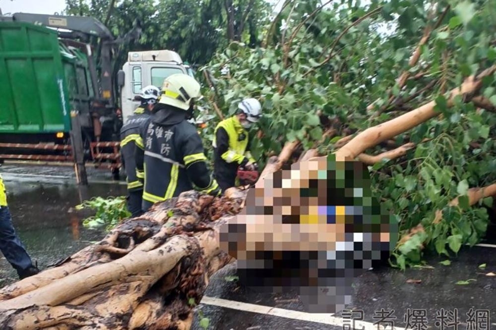 強颱凱米來勢洶洶，高雄鳳山一名女騎士遭倒下的路樹壓中，當場失去呼吸心跳。（取自記者爆料網）