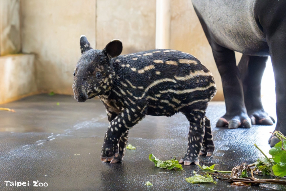 台北市立動物園在今年7月迎來馬來貘新寶寶「莉姆路」。（台北市立動物園提供）