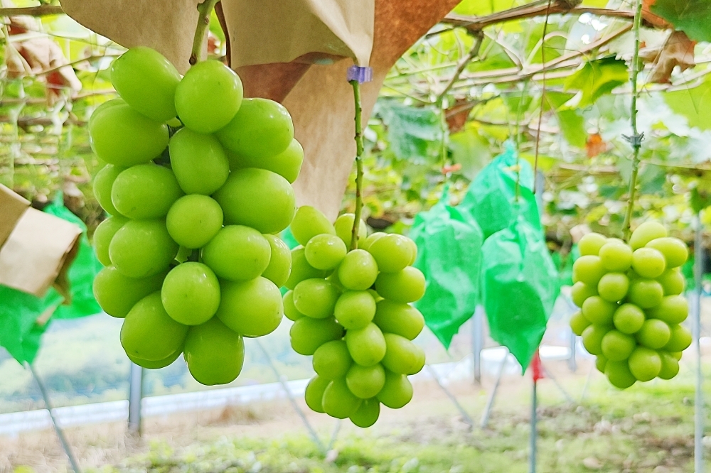 日本山梨縣麝香葡萄（林冠伶攝）