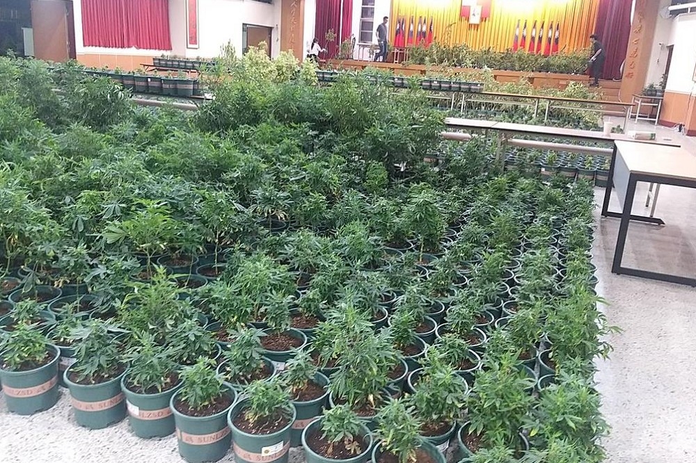 新竹市刑警大隊今年5月破獲栽種大麻製毒工廠，市價高達新台幣20億。（警方提供）