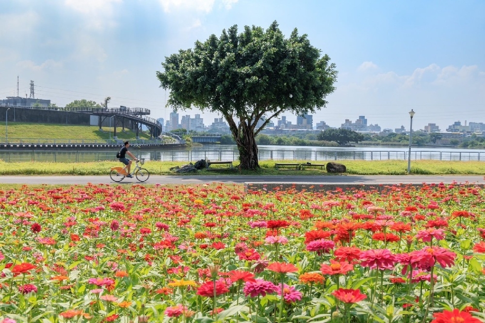 百日草花海現正在河雙 21 號河濱公園鮮豔綻放！（取自台北水利處官網） 