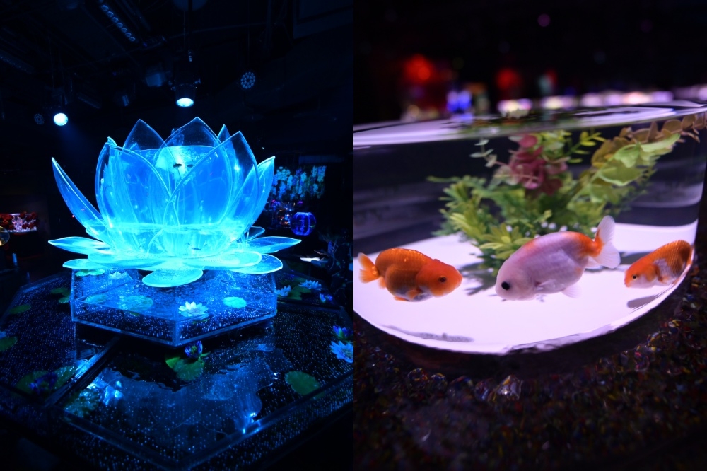 日本金魚藝術展「Art Aquarium」首度登台。（Art Aquarium Taipei 提供）