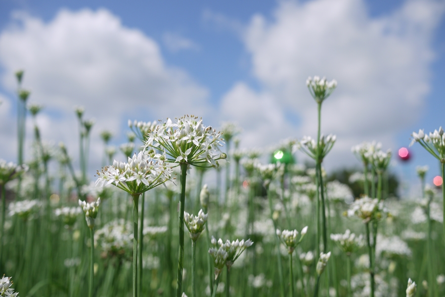 雪白韭菜花田 新風景線地景藝術節9月份來桃園自在一日遊吧 上報 生活