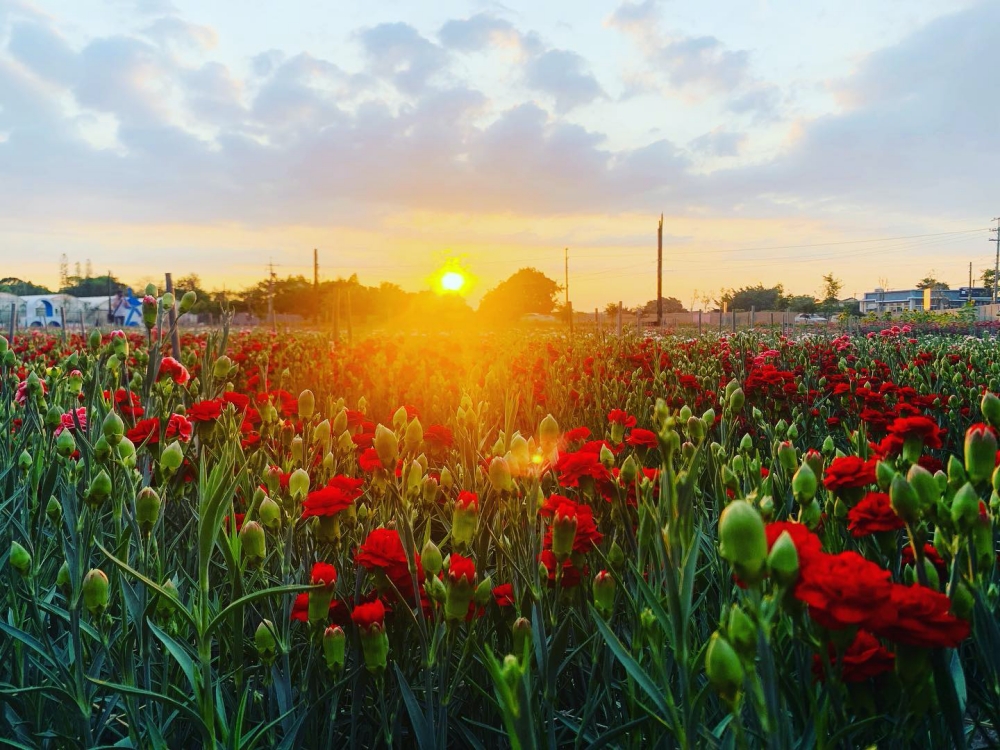 董家花田