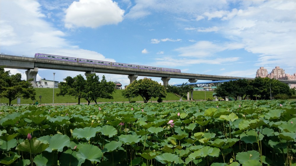 疏洪荷花公園