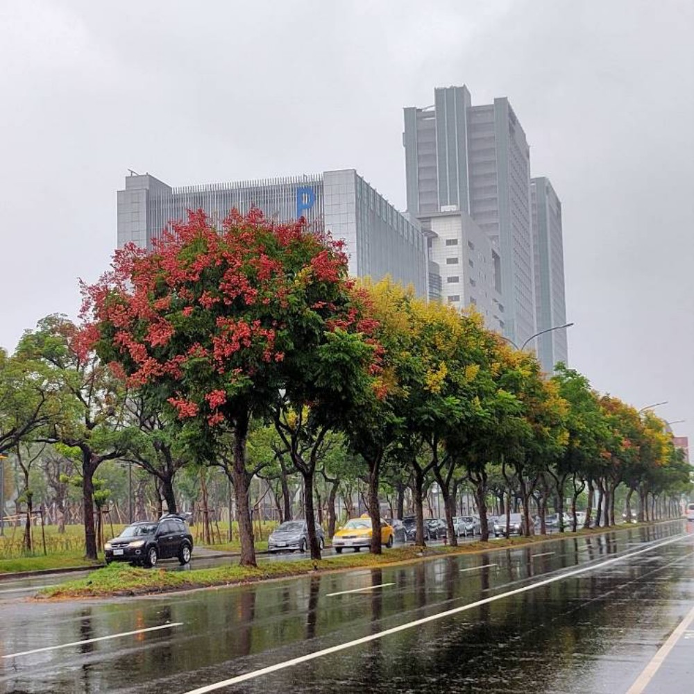 台灣欒樹景點