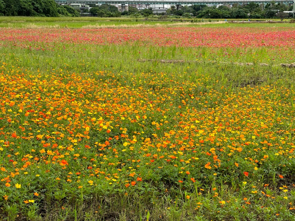 2022 關渡花海