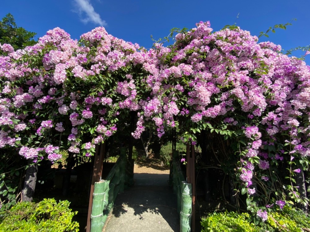 楓樹河濱公園