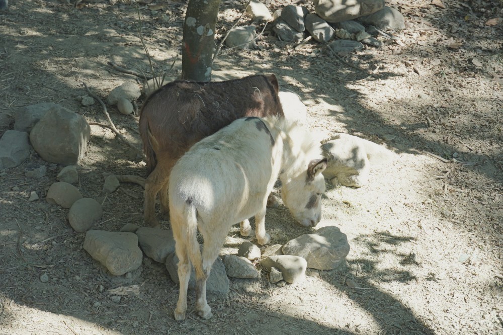 高雄壽山動物園