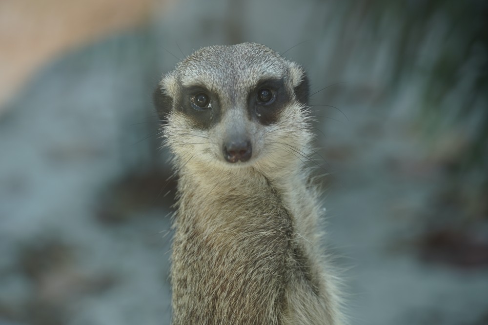 高雄壽山動物園