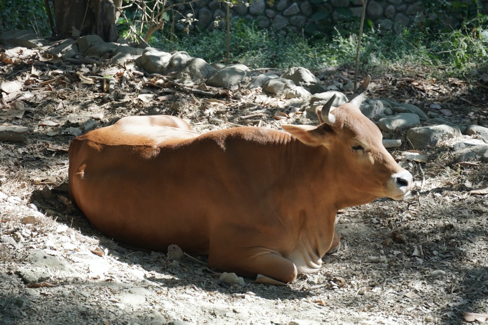 高雄壽山動物園