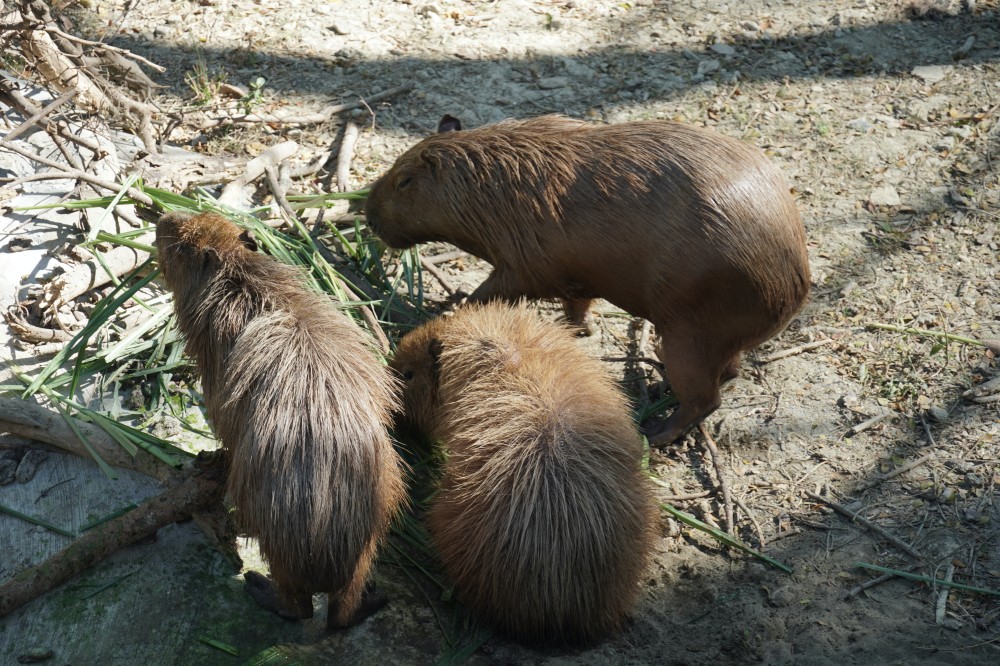 高雄壽山動物園