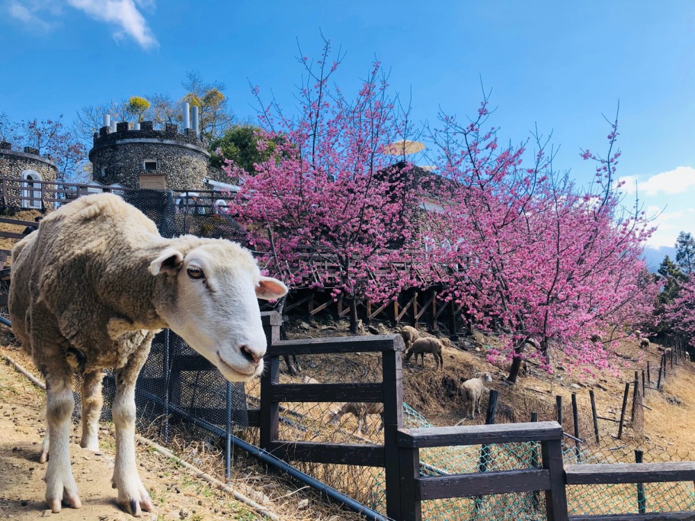 雄獅旅遊