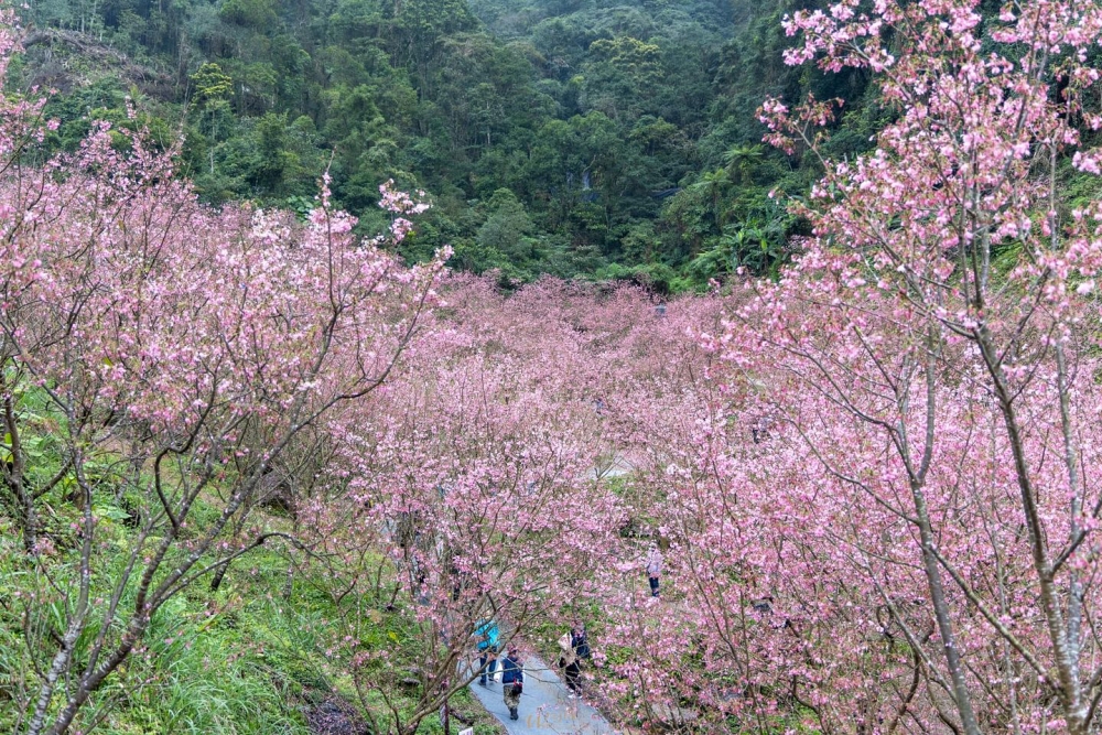 三峽大熊櫻花林