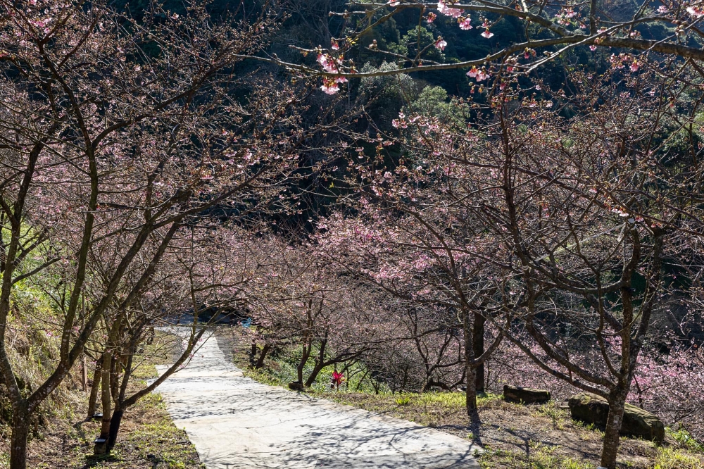 三峽大熊櫻花林