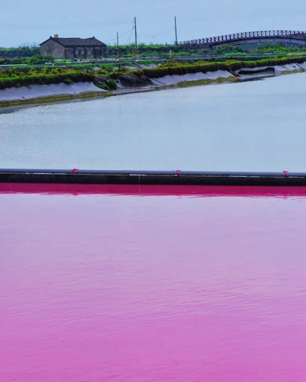 漢寶濕地夢幻粉紅湖