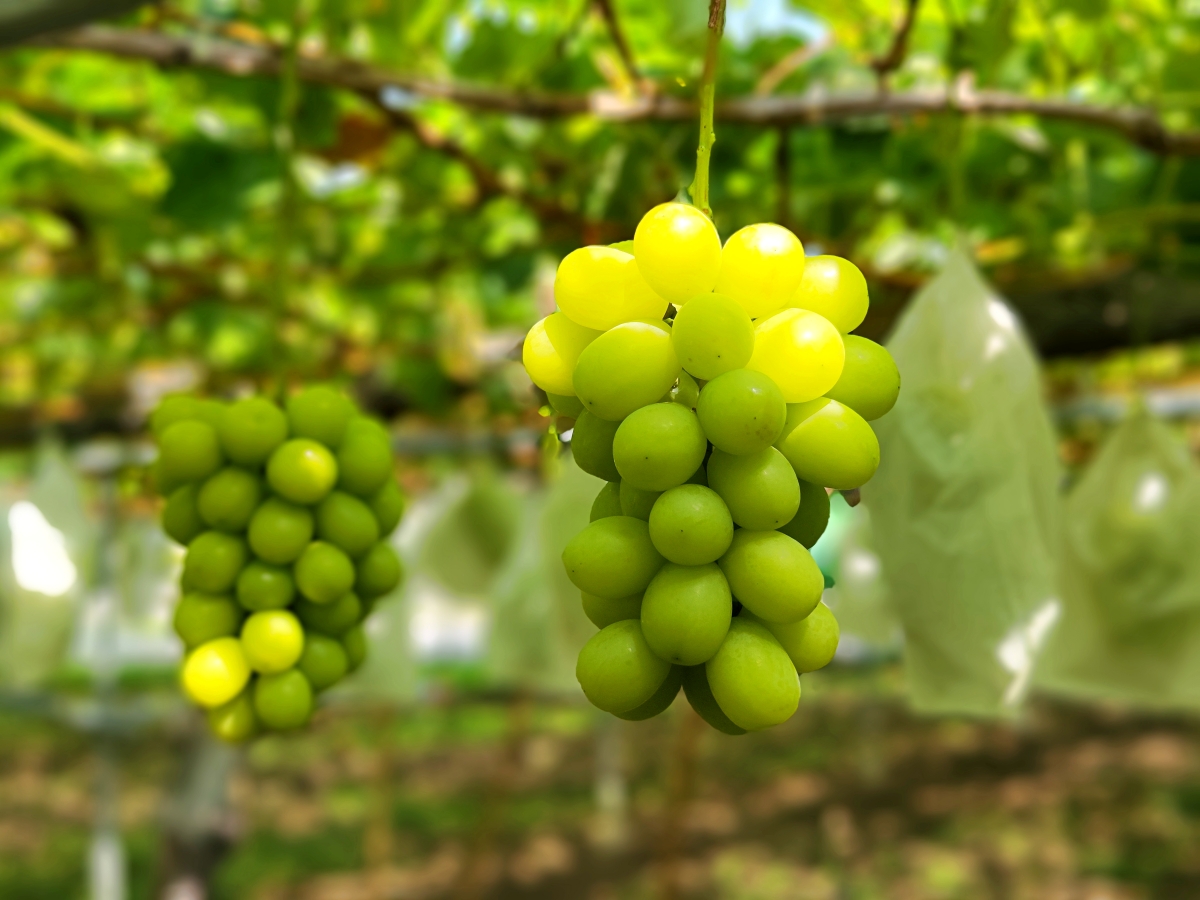 家樂福日本山梨縣麝香葡萄