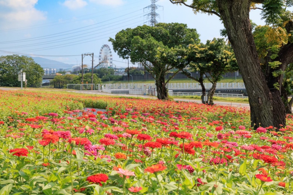 百日草花海